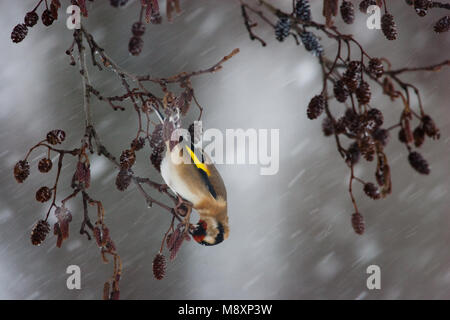 Putter in foeragerend sneeuwbui ; Europäische Goldfinch Nahrungssuche im Blizzard Stockfoto
