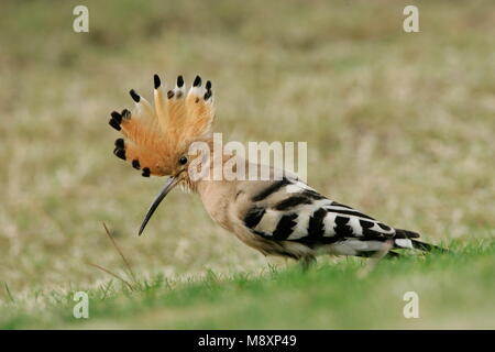 Hop foeragerend Op de Grond; Wiedehopf Nahrungssuche im Boden Stockfoto