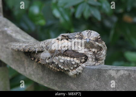 Nachtzwaluw zittend op Brug; Europäische Nightjar auf Brücke gehockt Stockfoto