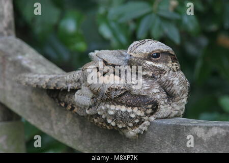 Nachtzwaluw zittend op Brug; Europäische Nightjar auf Brücke gehockt Stockfoto