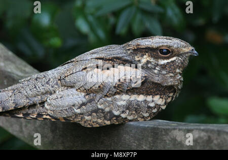 Nachtzwaluw zittend op Brug; Europäische Nightjar auf Brücke gehockt Stockfoto