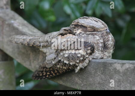 Nachtzwaluw zittend op Brug; Europäische Nightjar auf Brücke gehockt Stockfoto