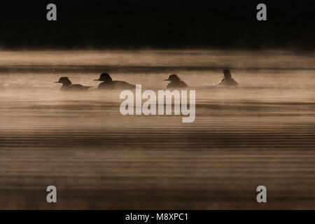 Grote Zaagbekken zwemmend in Nebel; Gänsesäger schwimmen im Nebel Stockfoto