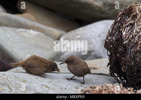 Cobb's Zaunkönig Troglodytes cobbi nach Fütterung junger unter Felsbrocken am Strand Seelöwen Island Falkland Inseln Britisches Überseegebiet Dezember 2016 Stockfoto