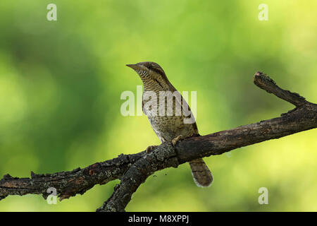 Eurasischen wendehals Jynx torquilla thront auf einem Toten in der Nähe von Nationalpark Kiskunsag Tiszaalpar Ungarn Mai 2017 Stockfoto