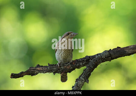 Eurasischen wendehals Jynx torquilla mit Nahrung für junge in der Nähe von Nationalpark Kiskunsag Tiszaalpar Ungarn Mai 2017 Stockfoto