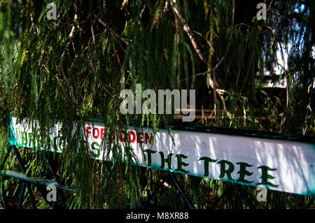 El Árbol del Tule/der Baum von Tule in Oaxaca, Mexiko Stockfoto