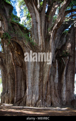 El Árbol del Tule/der Baum von Tule in Oaxaca, Mexiko Stockfoto