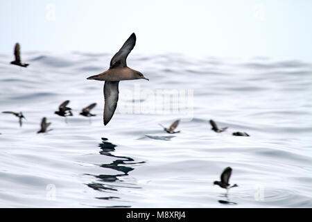 Grauwe Pijlstormvogel Pacifische vliegend Boven de Oceaan; verrußte Shearwater (Puffinus griseus) über dem Pazifischen Ozean fliegen Stockfoto