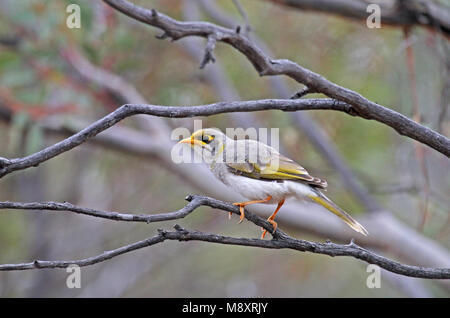 Witstuithoningeter; Gelb-throated Miner (Manorina flavigula) Stockfoto