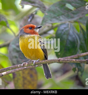 Der Lulu heute - Fliegenfänger ist durch Verlust von Lebensraum bedroht und ist daher als gefährdet von BirdLife International. Stockfoto