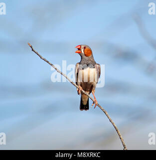 Vogel Bild gemacht von Pete Morris Stockfoto