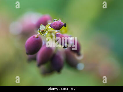 Eine Makroaufnahme von einigen Pflaume farbige Mahonia japonica Bush Beeren. Stockfoto