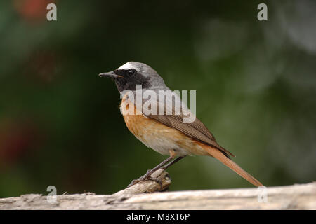 Gekraagde Roodstaart mannetje zittend, Common Redstart männlichen gehockt Stockfoto