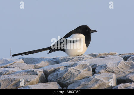 In Ekster zit; Eurasian Magpie gehockt Stockfoto