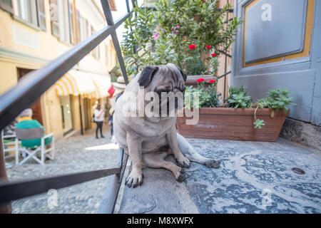 Lonely Pug sitzen auf dem Boden Stockfoto