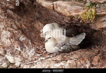 Noordse Stormvogels parend; nördliche Eissturmvögel Paarung Stockfoto