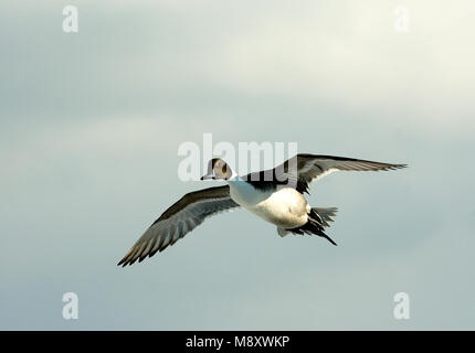 In vlucht Mannetje Pijlstaart, Nördliche Pintail männlichen Erwachsenen im Flug Stockfoto