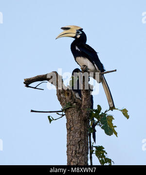 Malabarneushoornvogel zittend op boomstam; Malabar Pied Hornbill am Stamm gehockt Stockfoto