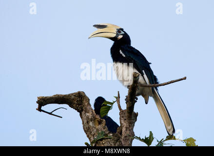 Malabarneushoornvogel zittend op boomstam; Malabar Pied Hornbill am Stamm gehockt Stockfoto