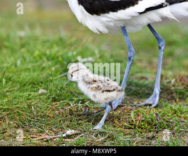 Kluut met Jong; Pied Avocet mit Jungen Stockfoto