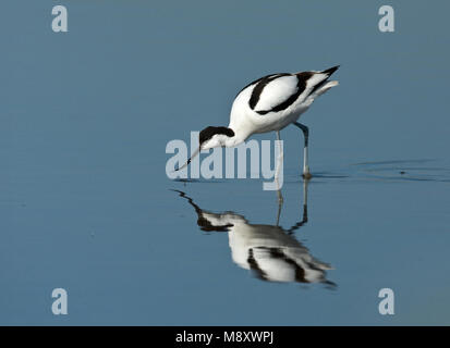 Kluut fouragerend; Pied Avocet Nahrungssuche Stockfoto