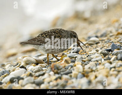 Meerstrandläufer; Paarse Strandloper Stockfoto