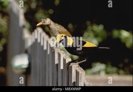 Regent Bowerbird männlich; Geelnek - prieelvogel Mann Stockfoto