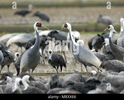 Weiß-naped Crane und Hooded Crane Arasaki Japan; Witnekkraanvogel en Monnikskraanvogel Arasaki Japan Stockfoto