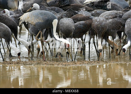 Weiß-naped Crane und Hooded Crane Arasaki Japan; Witnekkraanvogel en Monnikskraanvogel Arasaki Japan Stockfoto