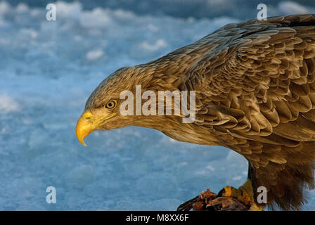 Seeadler Kopf Nahaufnahme; Zeearend kop beeldvullend Stockfoto