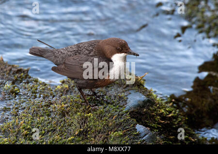 Wasseramsel zittend op Steen met Voer; Waterspreeuw thront auf Stein mit Nahrungsmitteln Stockfoto