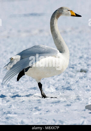 Wilde Zwaan rustend op sneeuw, Singschwan ruht auf Schnee Stockfoto