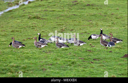 White-fronted goose und Nonnengans, Kolgans en Brandgans Stockfoto