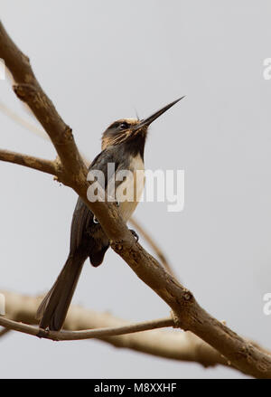 Drieteenglansvogel, Drei-toed Jacamar, Tridactyla Jacamaralcyon Stockfoto