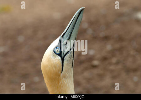 Jan-van-Gent in gevangenschap; Northern Gannet in Gefangenschaft Stockfoto