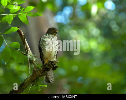 Madagascarsperwer, Madagaskar Sperber Stockfoto