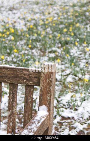 Snowy Holzbank vor der Narzissen an Tilgate Park Crawley West Sussex UK Stockfoto
