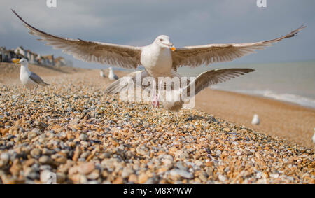 Möwe mit Essen in seinen Mund auf Strand Stockfoto