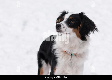 Eine junge Miniatur Australian Shepherd Dog im Schnee. Stockfoto