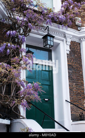 Eine Tür im Londoner Holland Park Nachbarschaft im Stadtteil Kensington, bedeckt mit glyzine (Wisteria sinensis) blühen im Frühjahr. Stockfoto