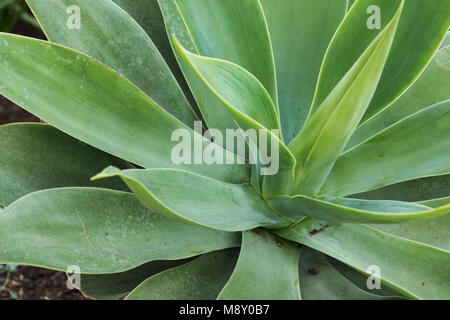 Eine Nahaufnahme Foto der Blätter auf einem großen Agave. Stockfoto