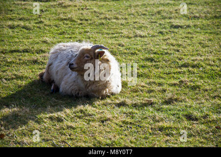 Portland Schafe Stockfoto