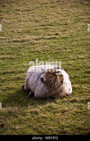 Portland Schafe Stockfoto