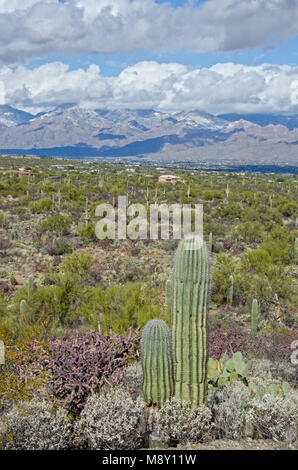 Ein Wald aus gigantischen Saguaro Kakteen dominieren die Landschaft im Saguaro National Monument in der Nähe von Tucson, Arizona. Stockfoto