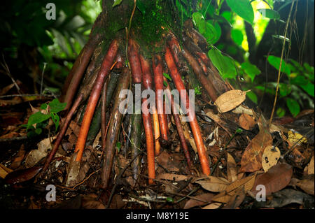 Zahlreiche prop Wurzeln wachsen aus dem Stamm und Zweige der rote Mangrove, schließlich ausgewachsenen Pflanzen vor dem Herausfallen des übergeordneten Baum. Stockfoto