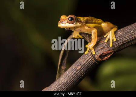 Eine helle gelbe clown Laubfrosch (Dendropsophus Arten) aus dem Dschungel von Peru. Stockfoto