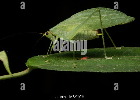 Eine grüne katydid aus dem Dschungel. Stockfoto