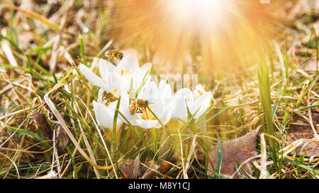 Schöne whitet Krokusse Blume wächst auf das trockene Gras und Bienen sammeln Nektar, die ersten Anzeichen des Frühlings. Saisonale Ostern sunny Natürliche backgroun Stockfoto