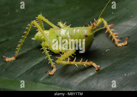 Eine stachelige & räuberischen katydid aus den peruanischen Dschungel. Stockfoto